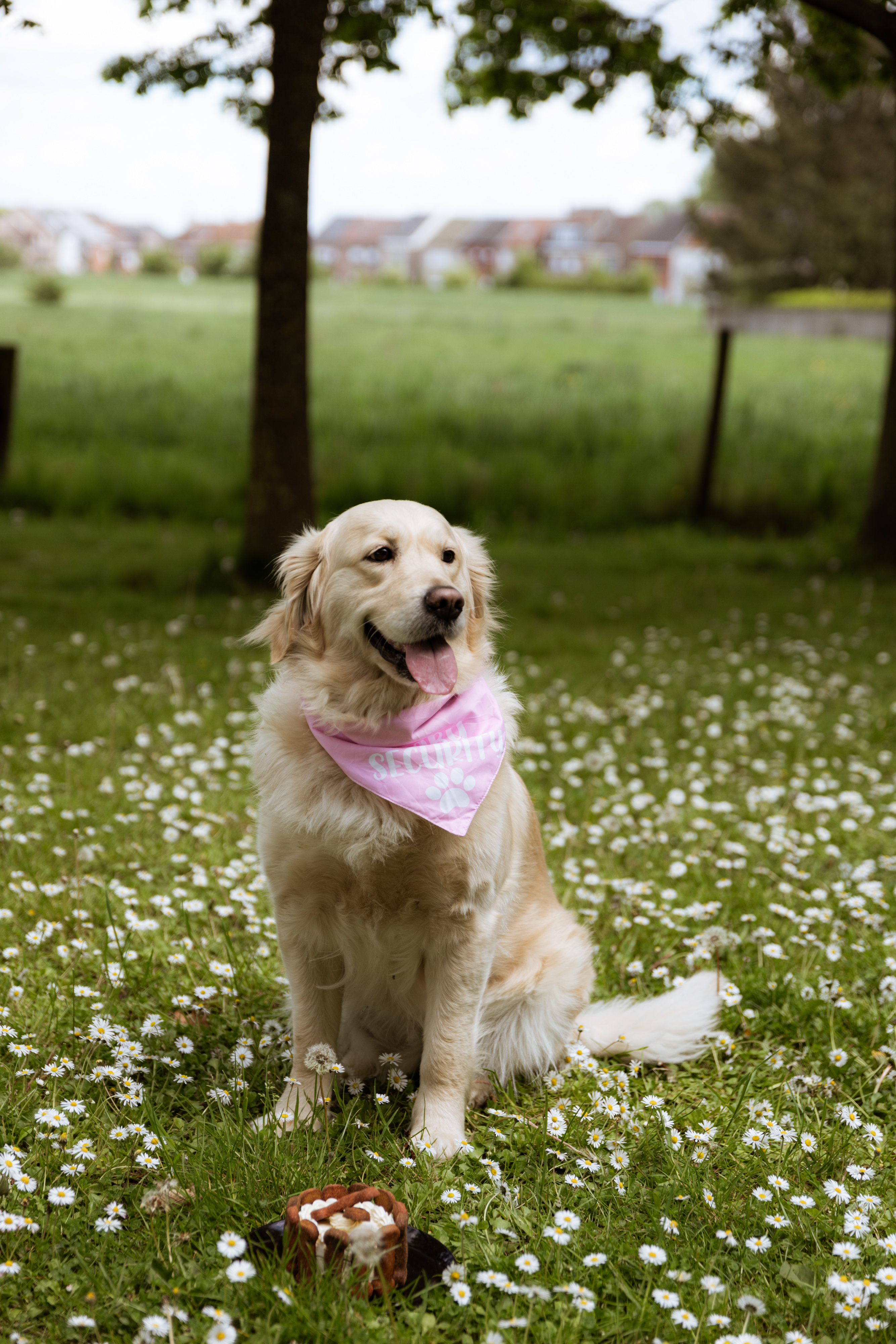 Genderreveal-6